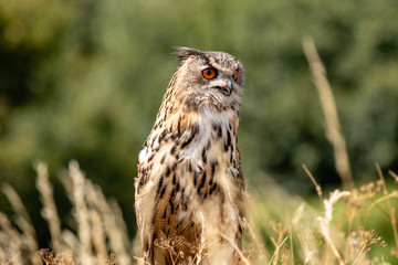 A beautiful Eagle Owl perched on a post in a large field of long, yellow grass