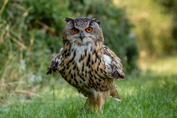 A large Eagle Owl running on the ground across green grass