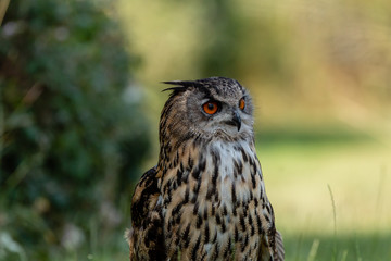 A large Eagle Owl running on the ground across green grass