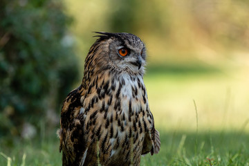 A large Eagle Owl running on the ground across green grass