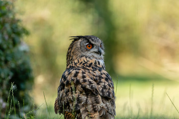 A large Eagle Owl running on the ground across green grass