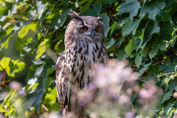 A large Eurasian Eagle Owl perched in a tree amongst green foliage