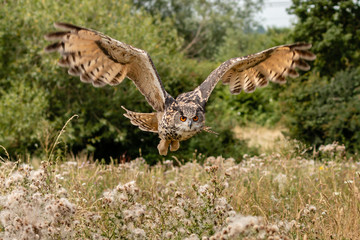 A majestic Eagle Owl flying low over a yellow, grassy meadow in the countryside