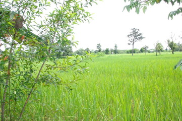 Farmhouse banana plantations