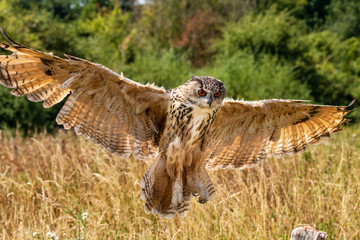 A majestic Eagle Owl flying low over a yellow, grassy meadow in the countryside