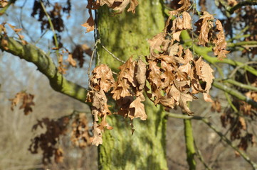 Autumn leaves