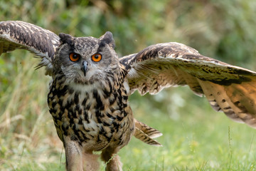 A huge Eagle Owl swooping in to land