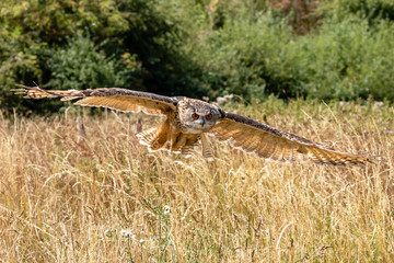 A huge, majestic Eagle Owl flying low over a yellow, dry field in summertime