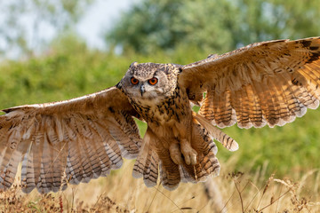 A huge, majestic Eagle Owl flying low over a yellow, dry field in summertime