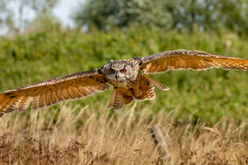 A huge, majestic Eagle Owl flying low over a yellow, dry field in summertime