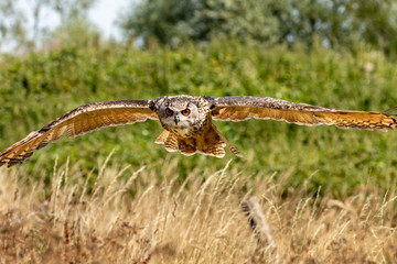 A huge, majestic Eagle Owl flying low over a yellow, dry field in summertime