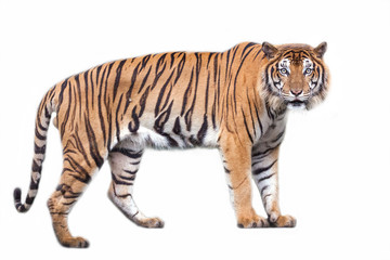 Fototapeta na wymiar Tiger action on white background. 