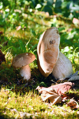 Bella coppia di funghi nel prato