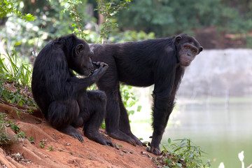 Chimpanzee  are looking in the nature.