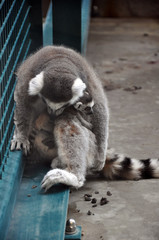Lemur with cub