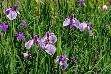 Purple and White Irises (Flowers) 紫と白のアヤメ