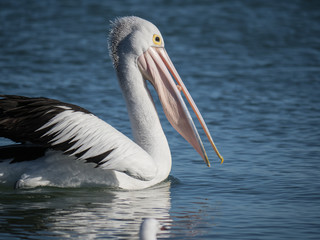 Fototapeta na wymiar Australian Pelican Bird 