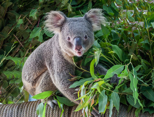 koala bear cute.