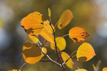 Fototapeta na wymiar yellow and orange aspen leaves in autumn, Wyoming