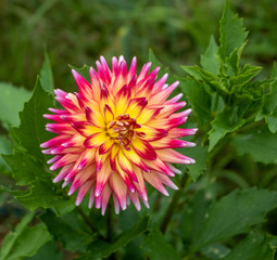 Multi-colored dahlia with leafy green background