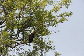 african bird looking for food