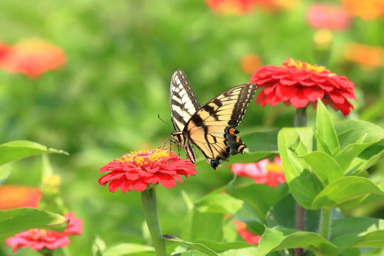 An Eastern Tiger Swallowtail Butterfly feeds on heirloom zinnia flowers in my garden on a warm summer afternoon.
