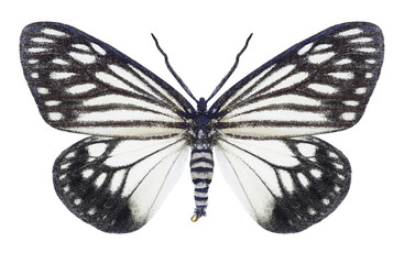 Butterfly Cyclosia papilionaris on a white background