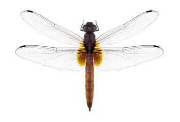 Dragonfly Trithemis aurora on a white background