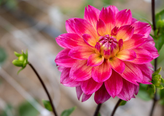 Pink and yellow dahlia macro © Jennifer