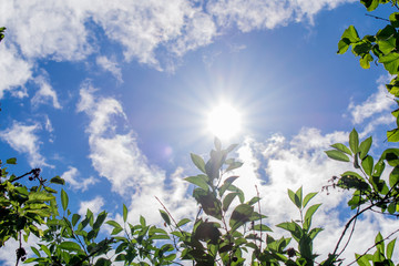 Strahlende Sonne und blauer Himmel umrahmt von grünen Blättern