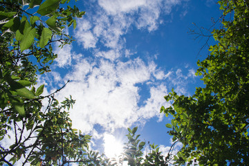 Blauer Himmel mit weißen Schäfchenwolken, umrahmt von grünen Baumwipfeln