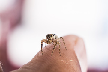 Close Up image of Jumping Spider on Man Hand with blur background.Selective Focus.Visible Noise due to High ISO