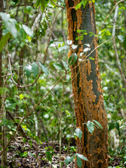 Gumbo-limbo (bursera simaruba) in the Mexican jungle