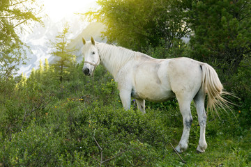 Beautiful white horse in the forest. Dear, thoroughbred white horse is grazing on the field near the mountains.
