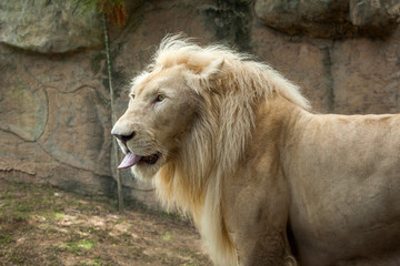 Obraz premium White Lion , Panthera leo