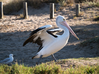 Australian Pelican Bird	