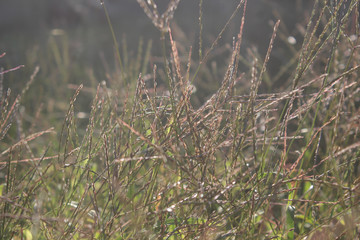Beautiful grass made with a vintage filter. background