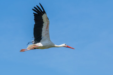 Storch im Flug