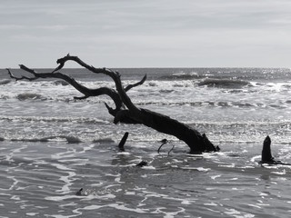 Fototapeta premium Boneyard Beach