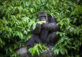 Chimpanzee is eatting corn.