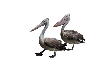 Pelican on white background.