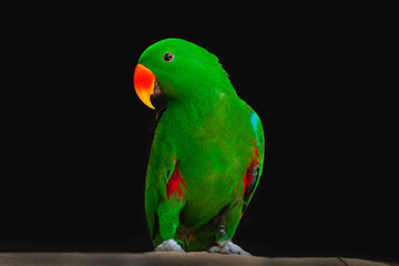  Eclectus male Parrot.