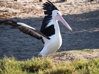 Australian Pelican Bird	