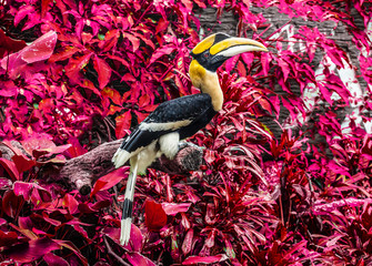 Hornbill on red background.