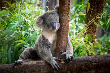 Fototapeten Koalabär süß. © apple2499