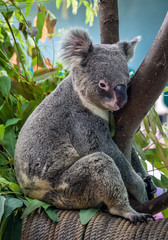koala bear cute. © apple2499