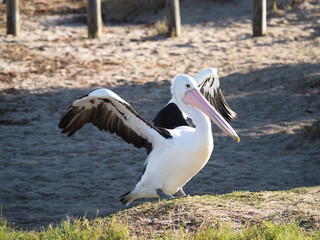 Australian Pelican Bird	
