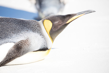 penguin in the arctic