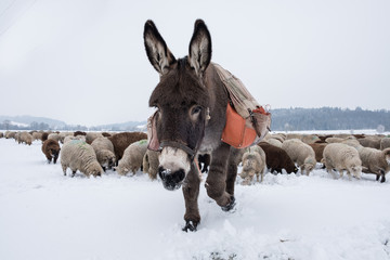 Flock of sheep in wintertime, with mule, cold and snowing