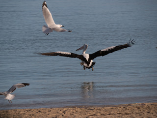 Australian Pelican Bird	